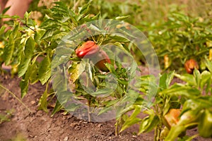 Ripe red bell pepper. Paprika. Hanging on green twigs