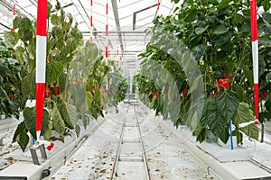 Ripe red bell peppers growing in greenhouse