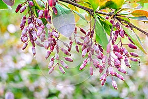 Ripe red berries of barberry on branch close-up. Fructiferous shrub of Berberis photo
