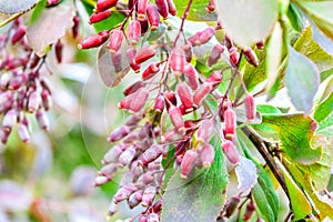 Ripe red berries of barberry on branch close-up. Fructiferous shrub of Berberis photo