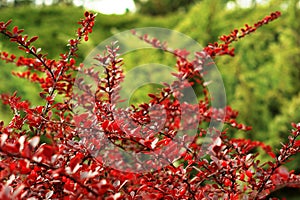 Ripe red berries of barberry on branch close-up. Fructiferous shrub photo