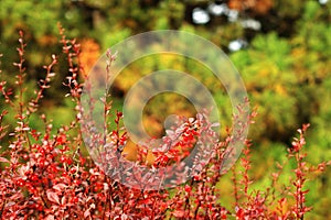 Ripe red berries of barberry on branch close-up. Fructiferous shrub photo