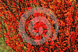 Ripe red berries of barberry on branch close-up. Fructiferous shrub photo
