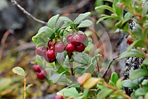 Ripe red berries of a cowberry close up