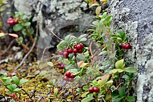 Ripe red berries of a cowberry close up