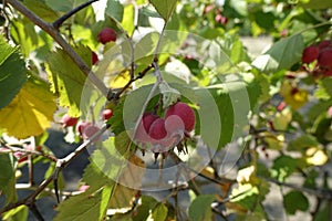 Ripe red berries of hairy cockspurthorn