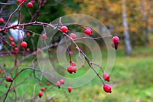 Ripe red berries of medical rosehip