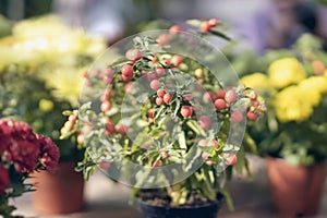 Ripe red berries of ripe nightshade in a flower pot, autumn ornamental plants