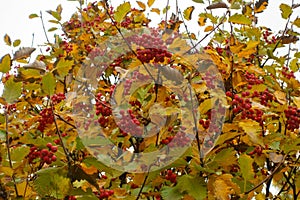 Ripe red berries and yellow leafage of Sorbus aria