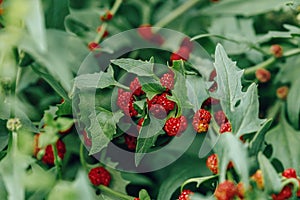 Ripe red berrises of Blitum virgatum, Chenopodium foliosum