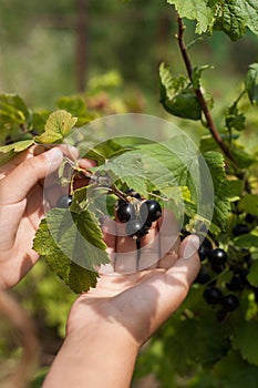 Ripe Red Berry Of Currant On Child Hand In Garden