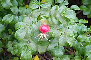 Ripe red berry of a dog-rose on a branch with green leaves. Ros