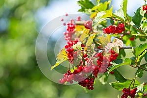 Ripe red berry viburnum