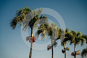 Ripe and Red Betel Nut on the Betel Palm Tree Branch in the Garden. Fruit Areca palm or Fruit Areca nut