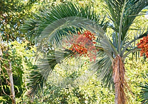 Ripe red betel nuts on betel palm tree. Green natural background.