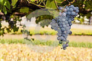 Ripe red or black grapes cluster hanging in a vine