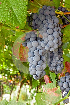 Ripe red or black grapes clusters hanging in a vine