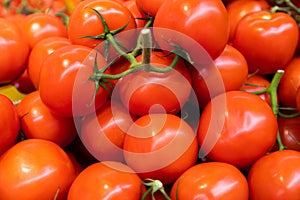Ripe red branch tomatoes close-up. Summer tray market agriculture farm full of organic vegetables, can be used as