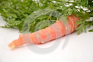 The ripe red carrot with green leaves isolated on white background.