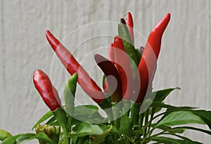 Ripe, Red Cayenne Peppers
