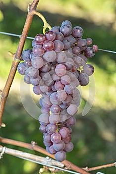 Ripe Red Chasselas Grape In The Vineyard Before Harvest