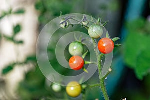 Ripe red cheery tomatoes, yellow and green tomatoes growing in a home garden