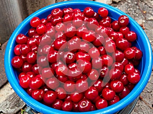 Ripe red cherries in a blue bucket