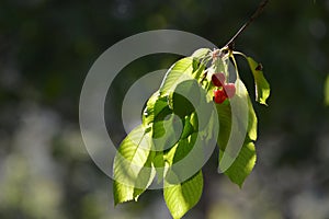 Ripe red cherries on a branch