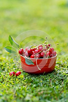 Ripe red cherries with green stems in red bowl on green grass