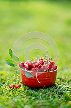 Ripe red cherries with green stems in red bowl on green grass