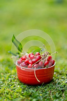 Ripe red cherries with green stems in red bowl on green grass