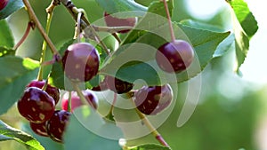 Ripe red cherries hanging on a branch of a cherry tree