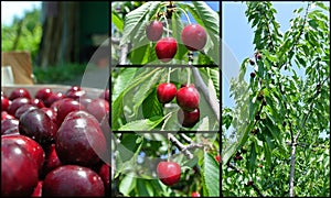 Ripe red cherries in the orchard; fruit collage