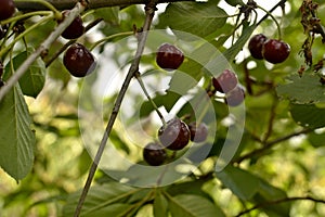 Ripe red cherries on a tree branch