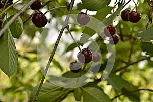 Ripe red cherries on a tree branch