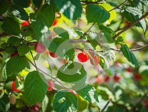 Ripe red cherries on a tree branch.