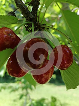 Ripe red cherries on a tree cherry branch with green leaves close up