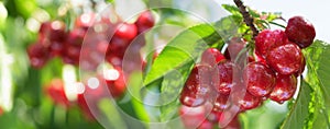 Ripe red cherries on tree in orchard garden