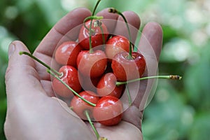 Ripe red cherry berries on the palm of the hand