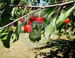 Ripe red cherry berries on a tree branch in the garden