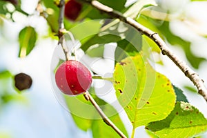 ripe red cherry close-up on twig in sunny day