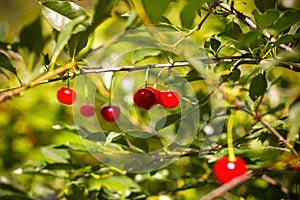 Ripe red cherry on green tree branch. Harvest under sunshine