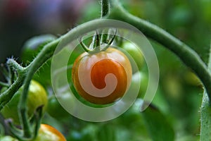 Ripe Red Cherry Tomatoes