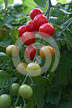 Ripe Red Cherry Tomatoes