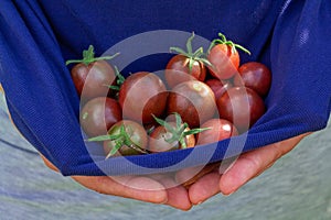 Ripe red cherry tomatoes in woman's hand.