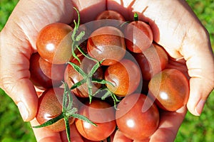 Ripe red cherry tomatoes in woman's hand.
