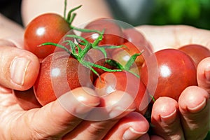 Ripe red cherry tomatoes in woman's hand.