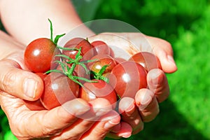 Ripe red cherry tomatoes in woman& x27;s hand.