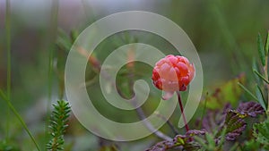 Ripe red cloudberry on a background of green leaves