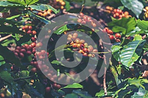 Ripe Red coffee bean berry plant fresh seed coffee tree growth in green eco organic farm. Close up red ripe seed robusta arabica